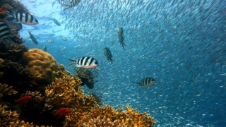 Thumbnail of post image 077