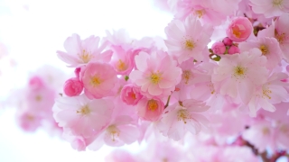 Thumbnail of post image 143
